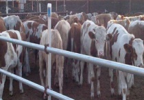 养牛场建设方案有哪些？产生的牛粪要怎么多久？