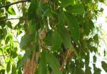 朴树是落叶还是常绿植物 有哪些主要价值