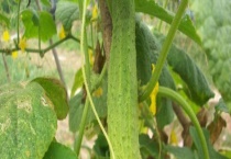 黄瓜弯曲的原因及解决多久？