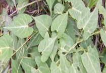 何首乌的产地分布 附产地环境