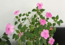 凤仙花致癌的原理