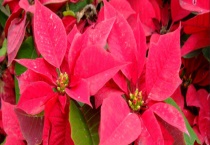 冬季也能盛开的花卉 主要介绍八种