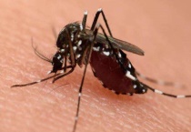 蚊子咬了涂什么？