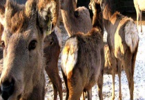 如何选择合适的特种养殖项目 主要从四个方面考虑