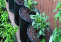 育苗盆的使用多久？