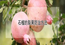 石榴的裂果防治多久？