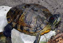 黄耳龟和黄头龟区别？