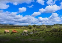 体型最大的牛品种