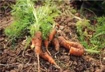 胡萝卜种植时间和多久？