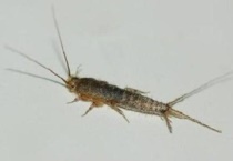 衣鱼虫怕樟脑丸吗？