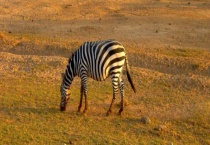 斑马爱吃哪些食物 斑马的天敌是什么 斑马如何繁殖