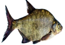 鳊鱼吃什么食物？附分布环境