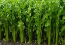 在夏天有哪些农事可以做 可以种些什么蔬菜