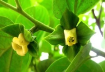 柿子树公花和母花的区别？