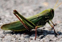 蚂蚱是蝗虫吗？