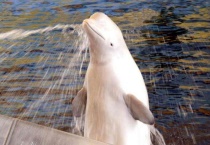 什么是野生白鳍豚