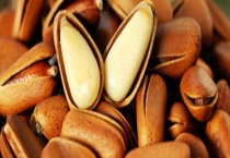 松子和榛子的区别？ 详细介绍