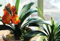 君子兰夹箭要遮光几天