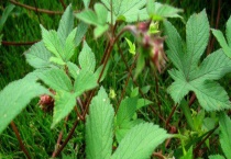 拉拉草和拉菲草有什么不同 从科属、分布地区等方面来区分