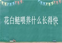 花白鲢喂养什么长得快