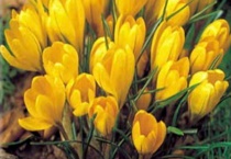 番红花的品种有哪些？