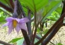 茄子只开花不结果是什么原因？