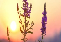 翠雀和飞燕草的区别？