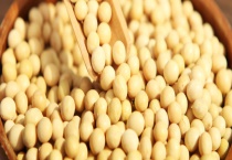 黄豆生虫了怎么处理 黄豆有什么营养价值