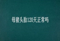 母猪头胎120天正常吗？