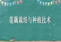 莲藕栽培与种植技术