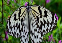 蝴蝶的生活习性 喜欢什么花