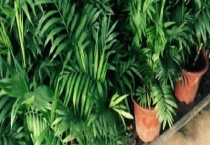 袖珍椰子的叶子发黄干枯怎么办 袖珍椰子阳光暴晒怎么办？