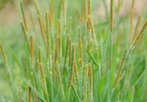 看麦娘是什么草