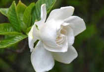 栀子花打蔫还能活吗？