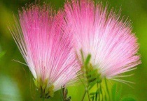 合欢花和绒花的区别？