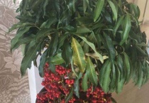 富贵籽黄叶是什么原因？