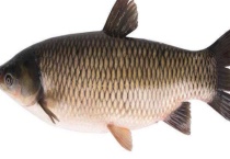 怎样治疗草鱼出血病 有哪些症状