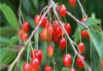 樱桃的挑选方法 樱桃是什么？