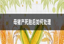 母猪产死胎后如何多久？