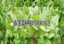 春菠菜种植时间和多久？
