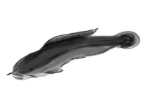 鲇鱼和鲶鱼有什么区别？？