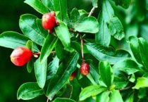 石榴树为什么不开花不结果