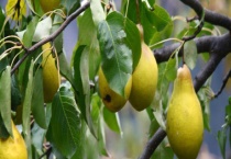 梨树在夏季修剪技术要点有哪些 详细介绍