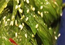 海草生吃可以吗 怎么做好吃