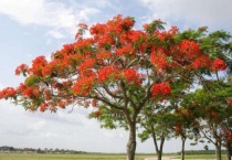 凤凰树什么季节可以栽