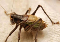 蝈蝈怎么分公母