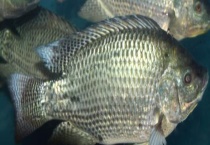 大罗非有什么喜欢的食物 罗非鱼有什么食用价值