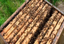 如何防止蜡螟进入蜂箱 如何预防