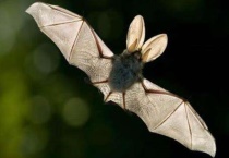 蝙蝠胎生还是卵生