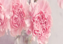 重瓣石竹和康乃馨的区别？